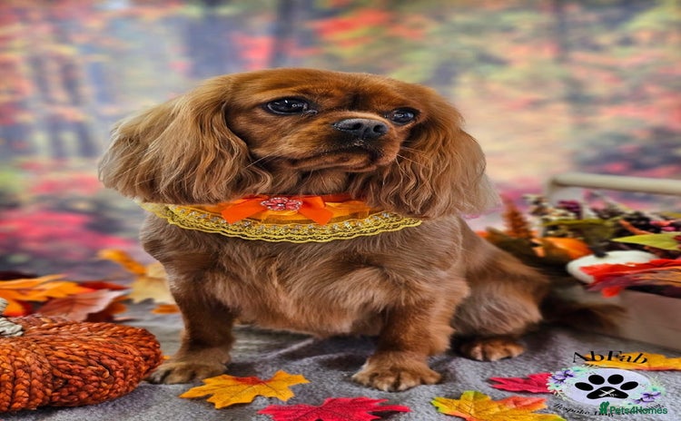 Cavalier King Charles Spaniel dogs - Advert 1
