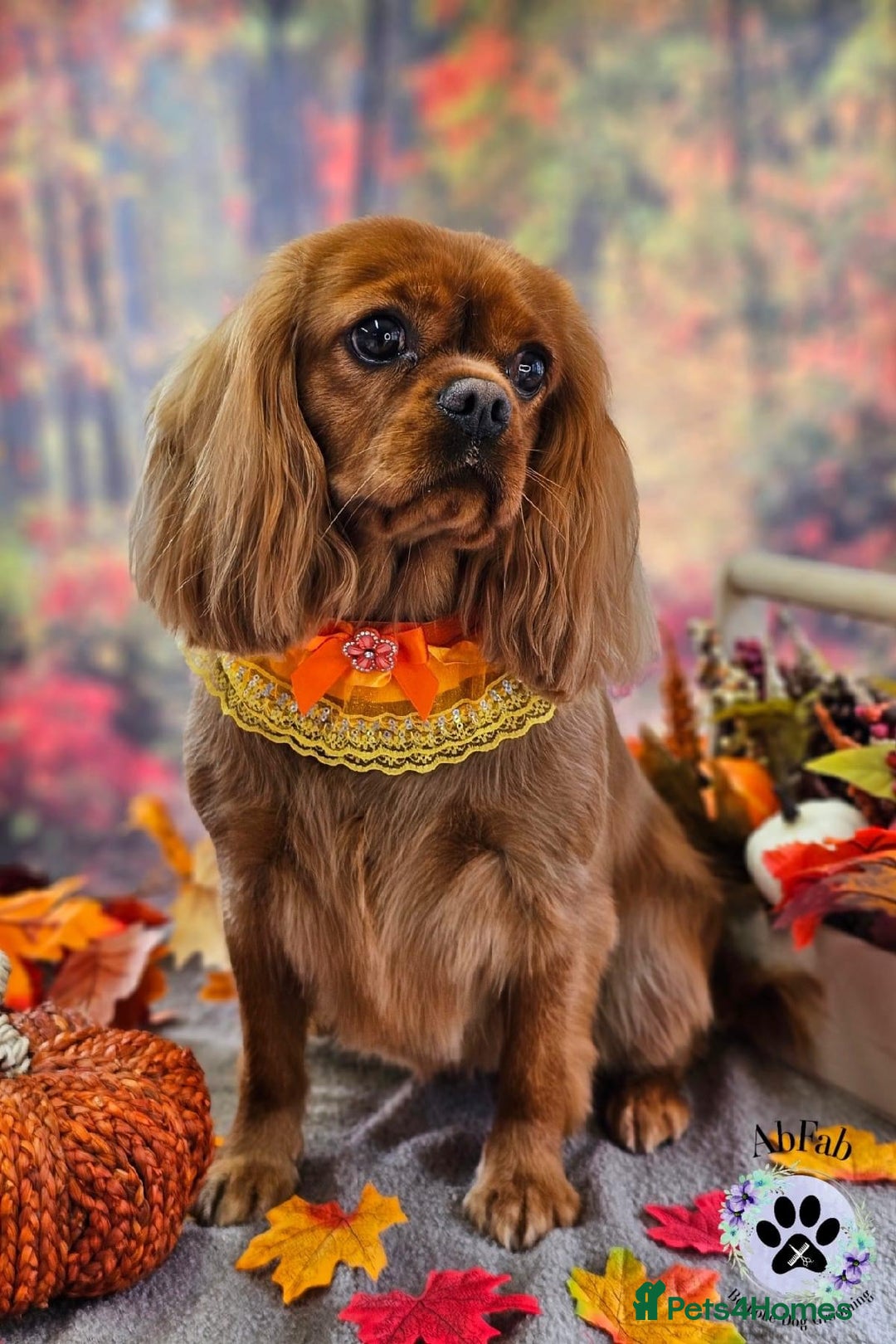 Cavalier King Charles Spaniel dogs for sale: 3 year old Cavalier King Charles  - Image 1