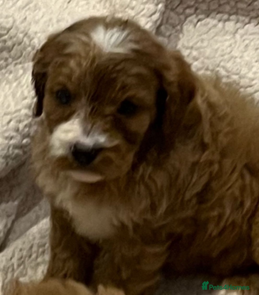 Cavapoo dogs for sale: CAVAPOO PUPPIES  - Advert 7