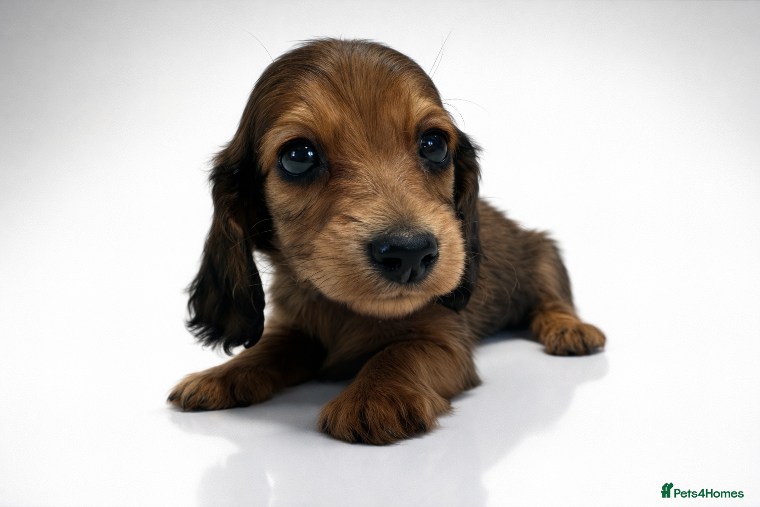 Miniature Dachshund dogs ✨MINI DACHSHUND LONG HAIR ✨👑 KC 👑 - Advert 2