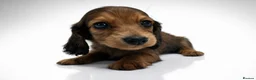 Miniature Dachshund dogs for sale: ✨MINI DACHSHUND LONG HAIR ✨👑 KC 👑 - Advert 9