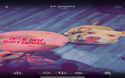 Miniature Bull terrier dogs for sale: Female pocket bully 1 years old  - Image 3