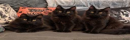 Maine Coon cats for sale: Reduced XL TICA Maine Coon Kitten active possible  - Advert 3