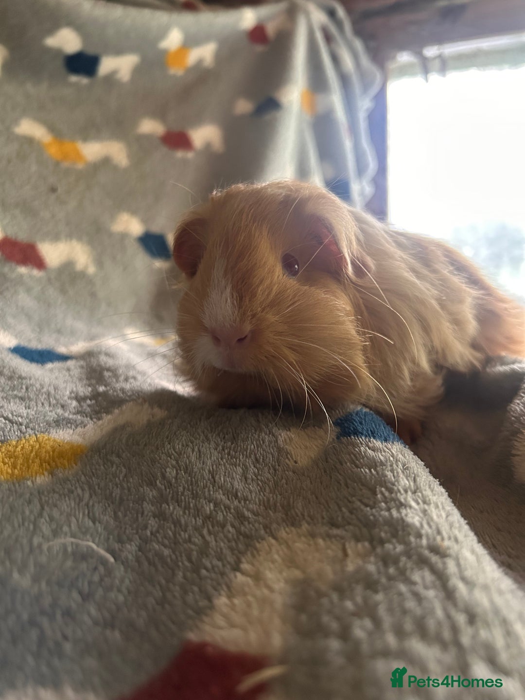 Guinea Pig rodents for sale: Lovely Teddy and Coronet baby Guinea pigs - Image 18