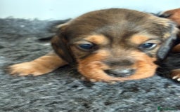 Miniature Dachshund dogs for sale: Miniature wirehaired dachshund puppy - Image 3