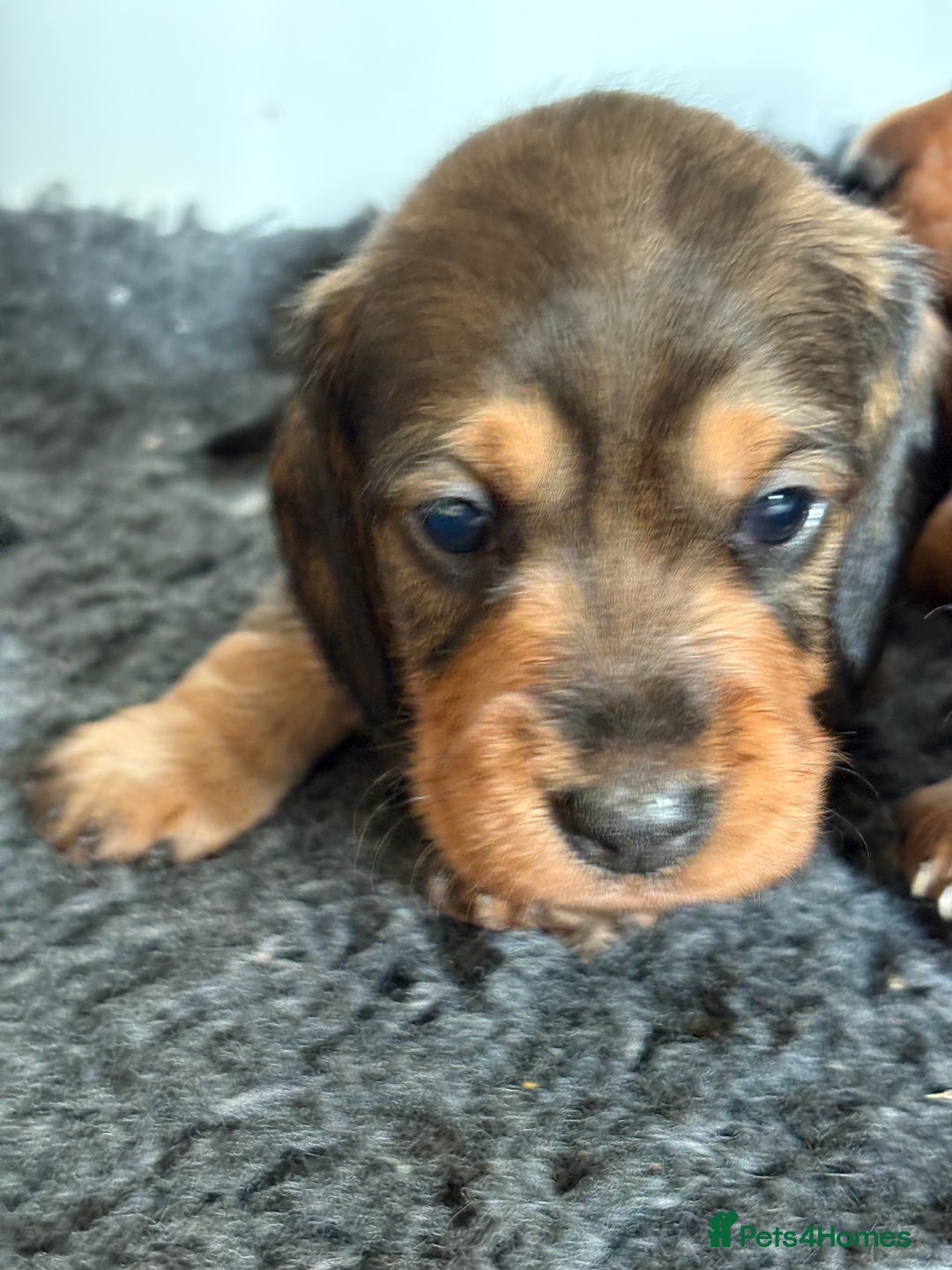 Miniature Dachshund dogs for sale: Miniature wirehaired dachshund puppy - Image 3