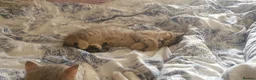 British Shorthair cats for sale: British Shorthair Black Golden Spotted Tabbys - Advert 9