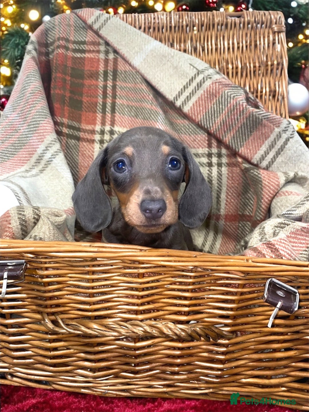 Miniature Dachshund dogs for sale: 3 beautiful miniature dachshund boys - Advert 10
