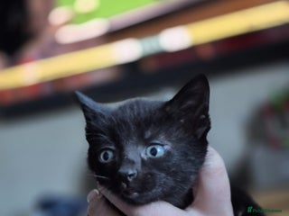 Mixed Breed cats Mixed breed gorgeous kittens - Advert 12