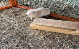 Guinea Pig rodents for sale: Sweet guinea pig boys to rehome. - Image 4
