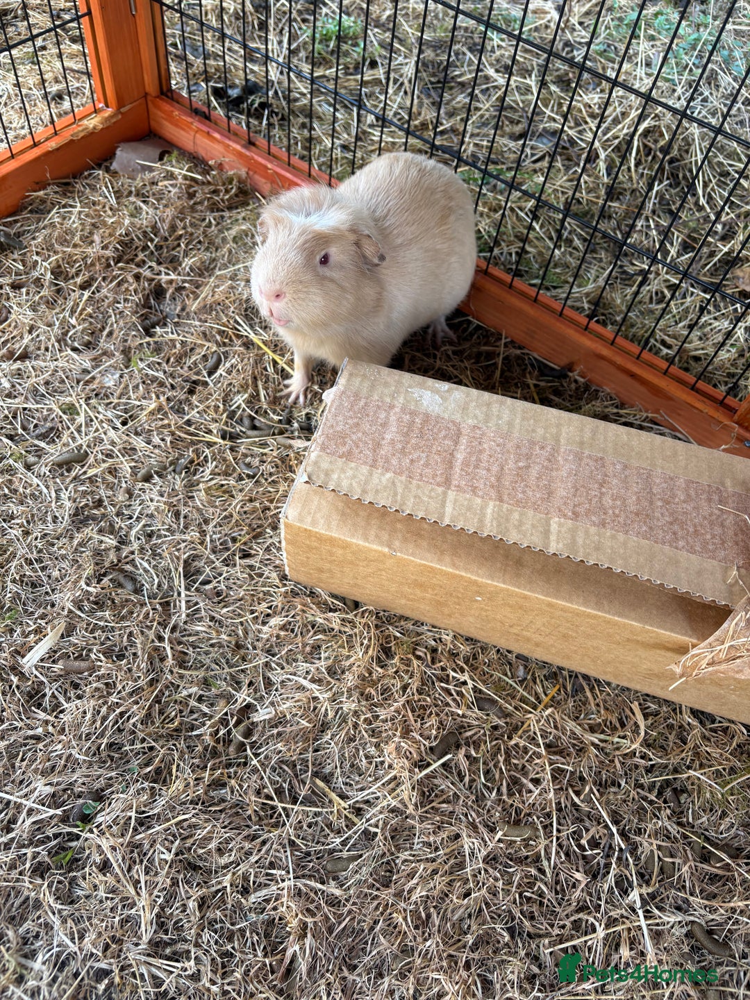 Guinea Pig rodents for sale: Sweet guinea pig boys to rehome. - Image 4