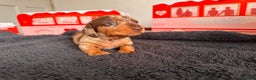 Miniature Dachshund dogs for sale: 🐾 miniature Dachshund 1 LEFT READY IN 2 WEEKS🐾 - Advert 19