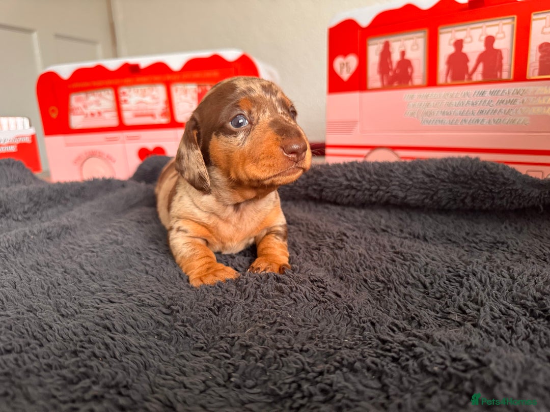 Miniature Dachshund dogs for sale: 🐾 miniature Dachshund 1 LEFT READY IN 2 WEEKS🐾 - Advert 19