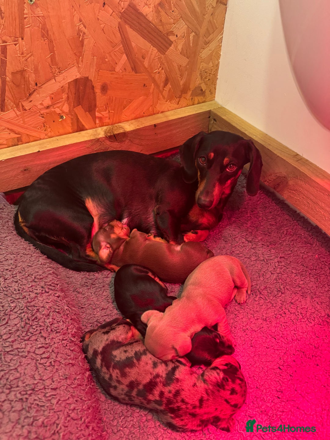 Dachshund dogs for sale: 3 Dachshunds will be ready for  **  - Advert 3