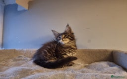 Maine Coon cats for sale: TICA REG.  Amazing kittens  - Image 35