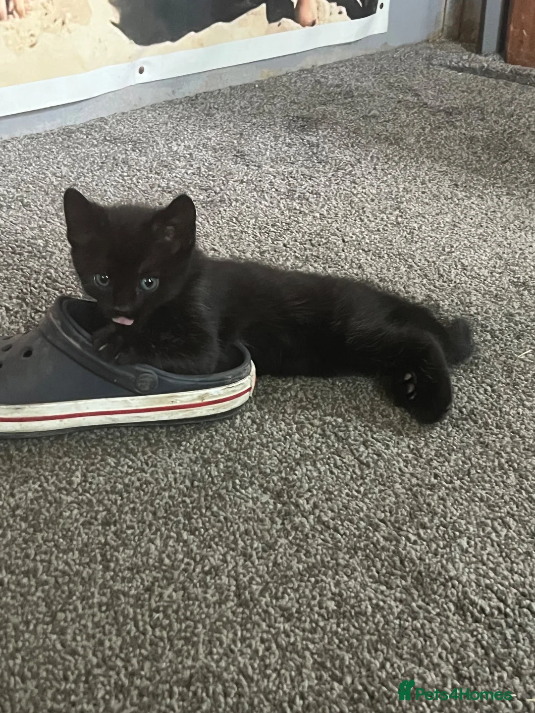 Mixed Breed cats for sale: Mixed breed  - Advert 2