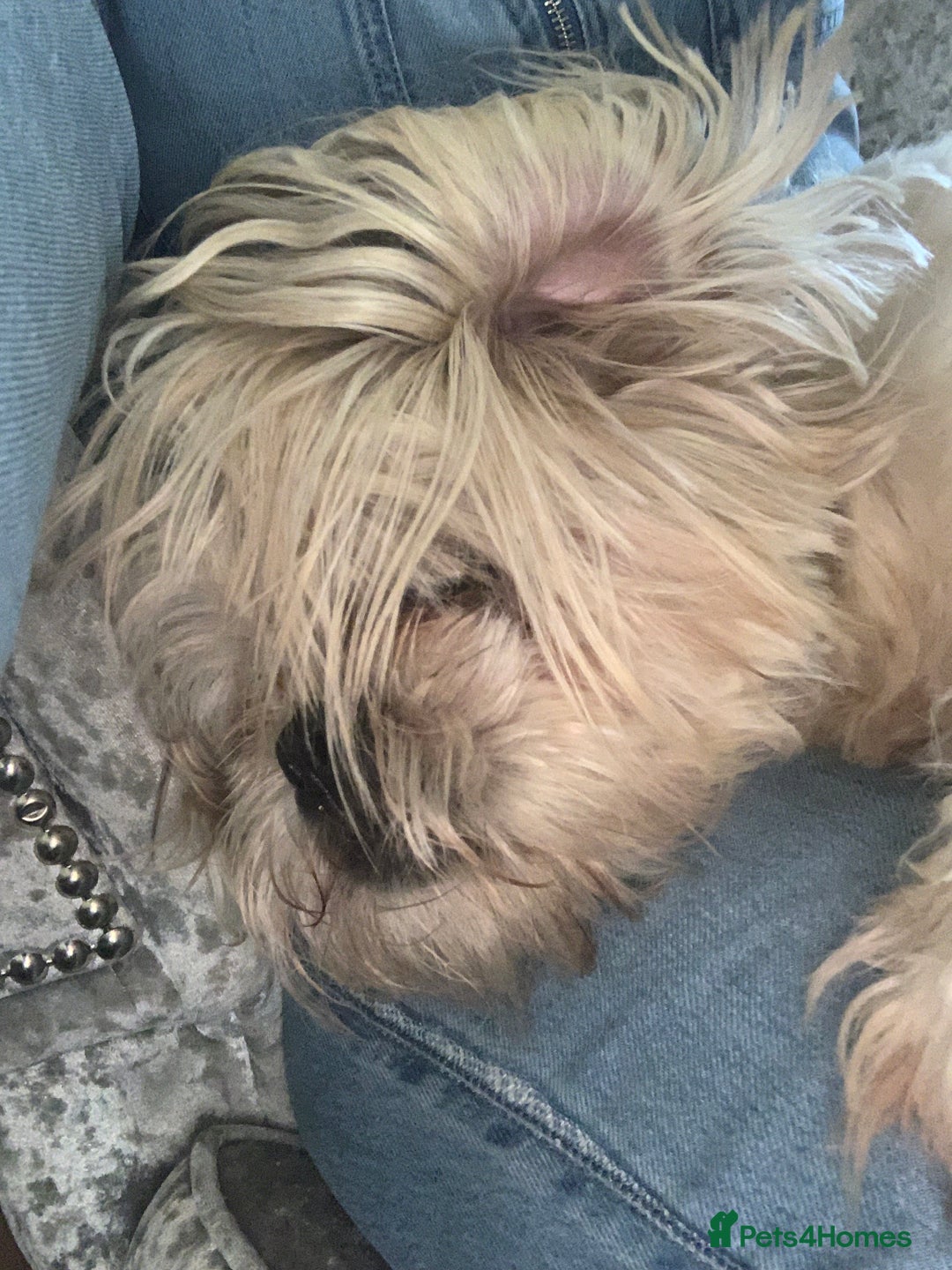 Shih Tzu dogs for sale: Shih tzu imperial male - Image 3