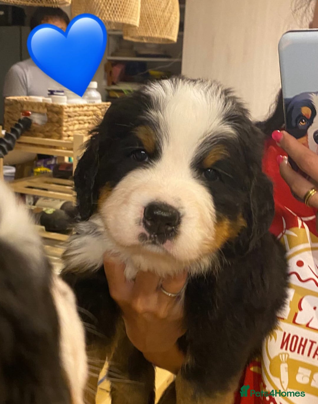Bernese Mountain Dog dogs for sale: Bernese Mountain Dog Puppies - Image 8