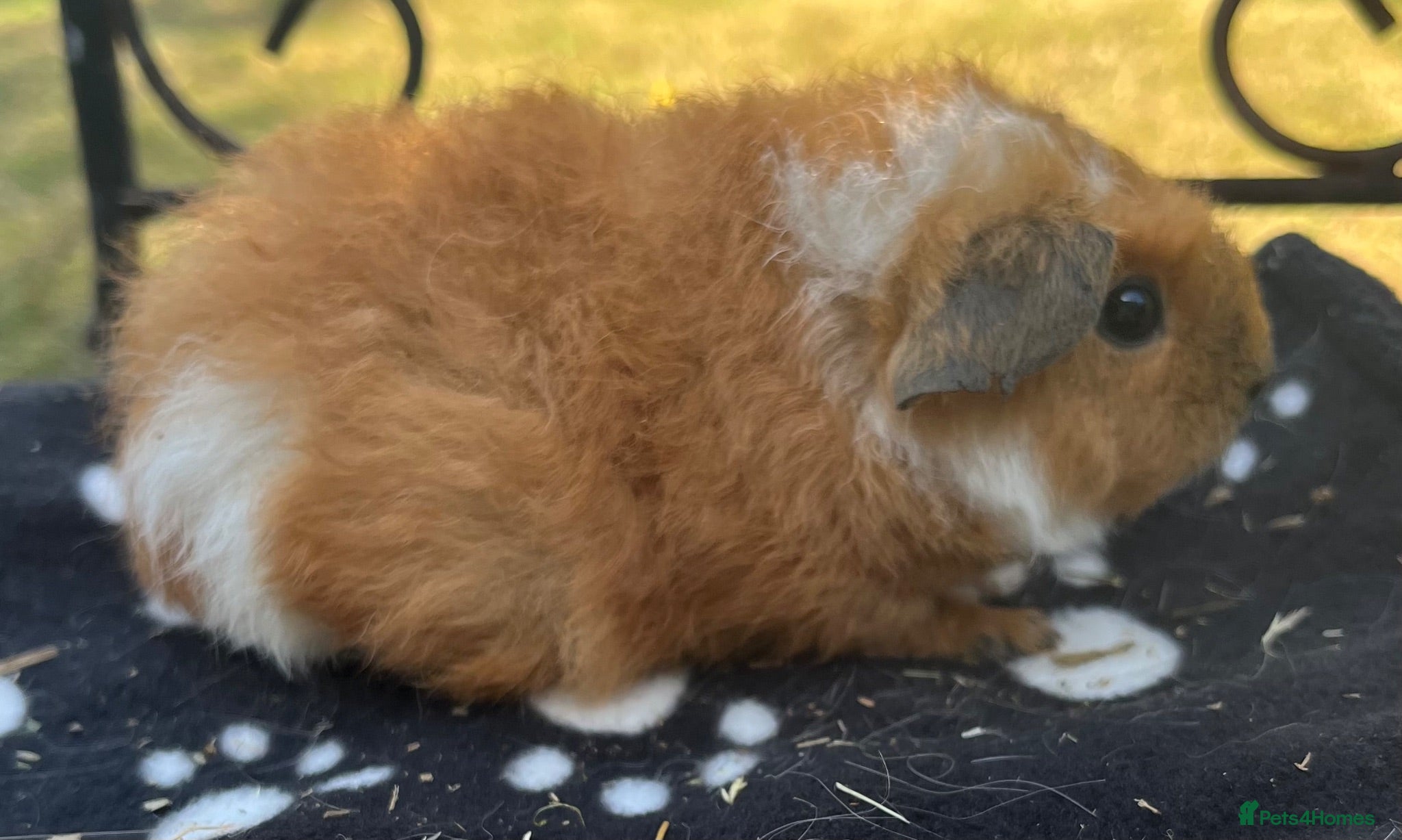 Guinea Pig rodents Guniea pigs - Advert 10