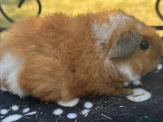 Guinea Pig rodents Guniea pigs - Advert 12
