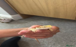 Dragon reptiles for sale: Beaded dragon  - Image 5