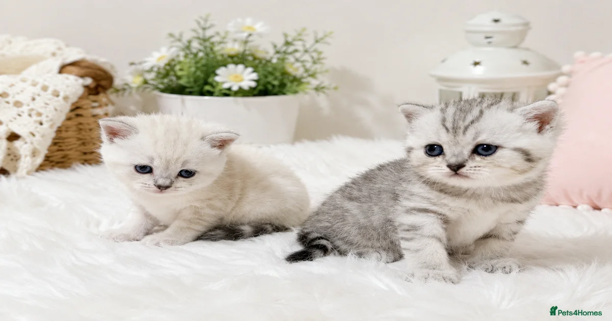 kittens-for-sale-pets4homes