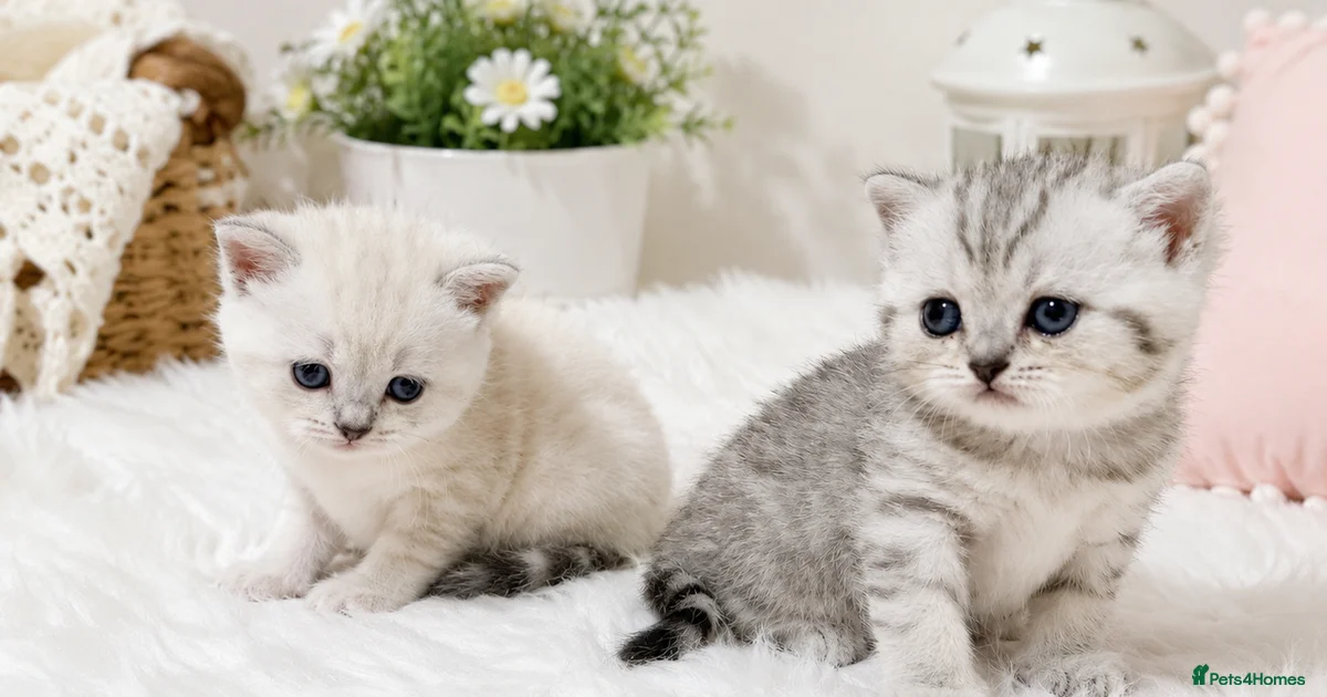 Kittens For Sale Pets4Homes kittens-for-sale-pets4homes