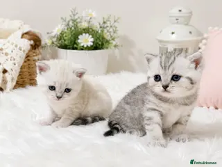 British Shorthair cats BSH Kittens - GCCF Registration Included - Advert 1