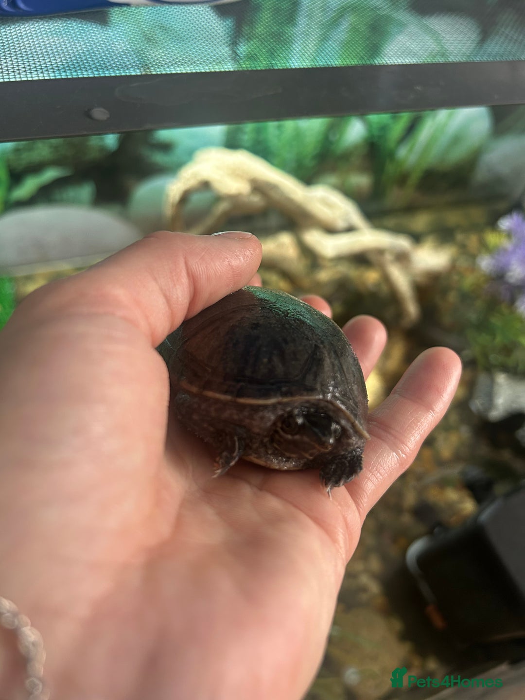 Turtle reptiles for sale: 2 female turtles  - Image 4