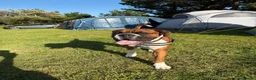 Boxer dogs for stud: Boxer dog for stud  - Advert 11
