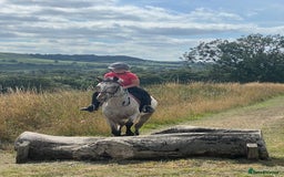 Appaloosa horses for sale: 13.1 hh Appaloosa Mare  - Image 26