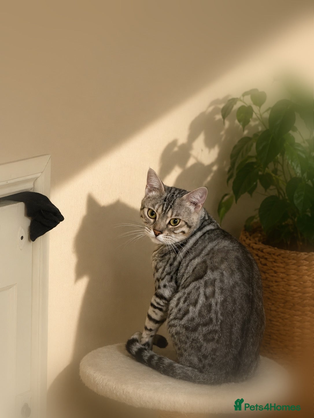 Bengal cats for sale: Pedigree G6 Bengal Cat in Leeds - Advert 3