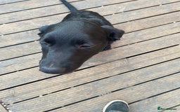 Mixed Breed dogs for sale: Belgian malinois x Labrador puppies  in Kettering - Image 4