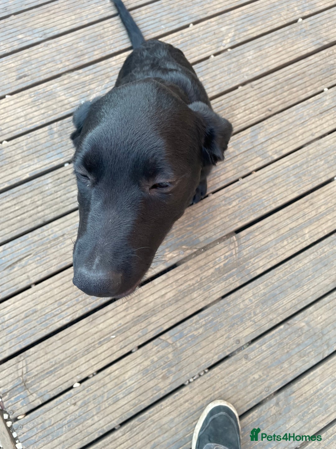 Mixed Breed dogs for sale: Belgian malinois x Labrador puppies  in Kettering - Image 4