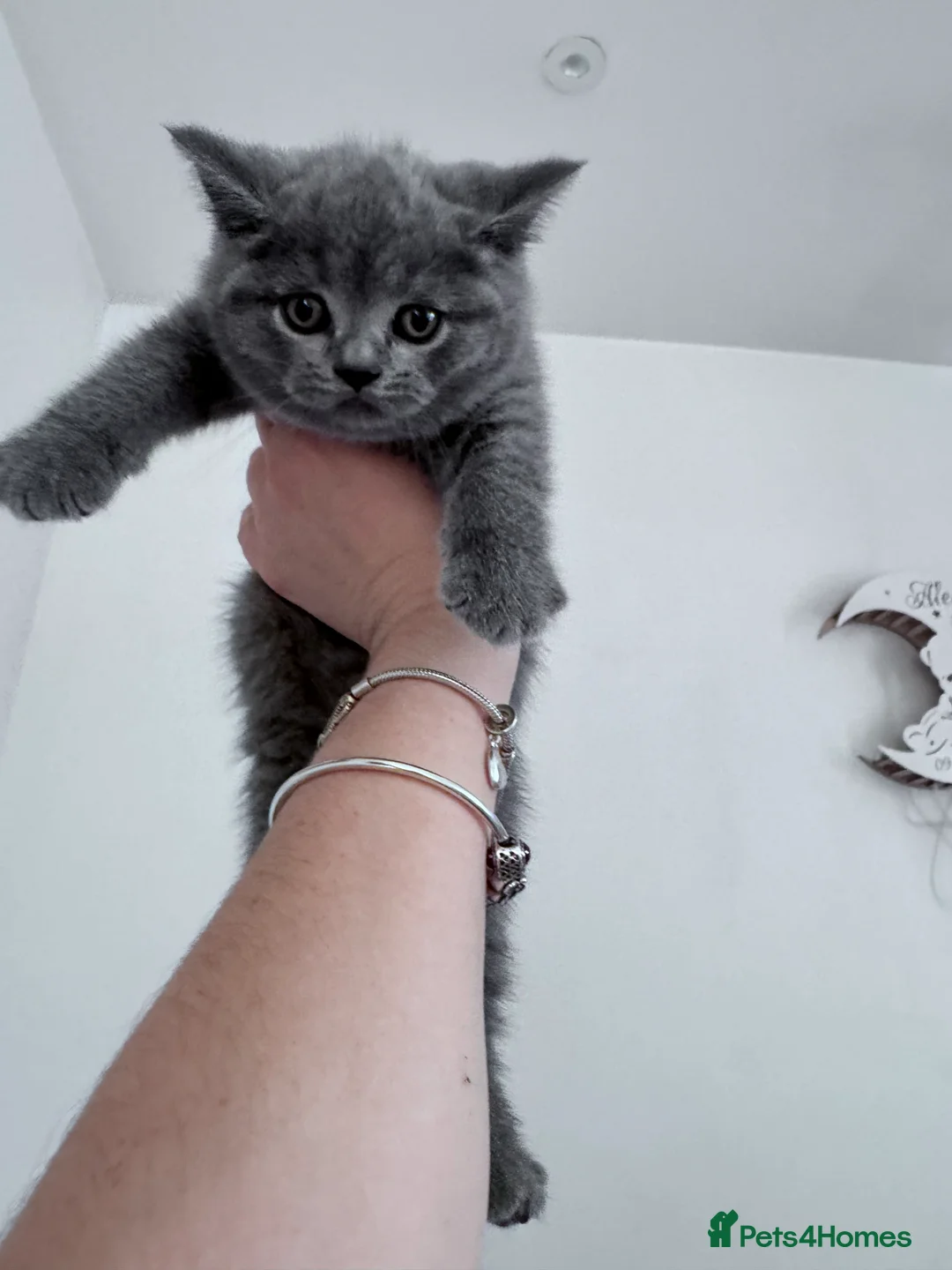 British Shorthair cats for sale: 🐾 Exceptional Blue British Shorthair Kittens 🐾 in London - Advert 5