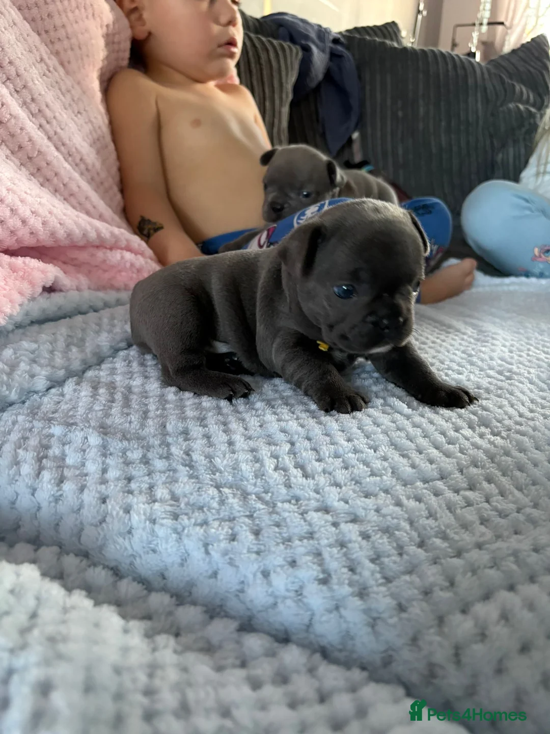 French Bulldog dogs for sale: Stunning litter of frenchies  - Advert 11