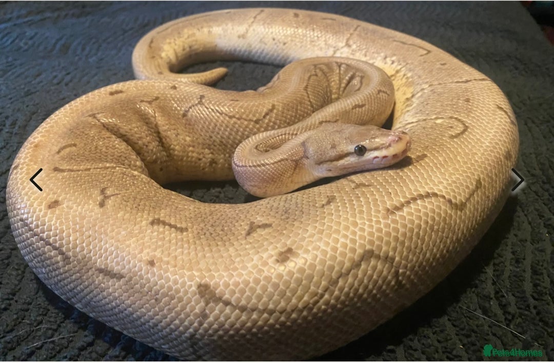 Python Snake reptiles for sale: Female royal pythons - Image 6