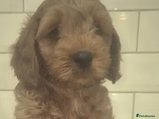 Cockapoo dogs F1 SHOW extensively health tested cockerpoo - Advert 1