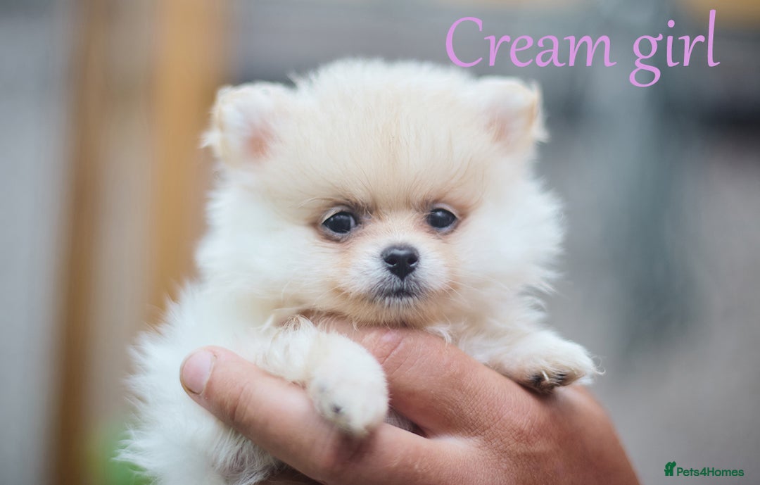 Pomeranian dogs for sale: KC Pomeranian puppies (Korean lines) - Image 4