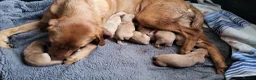 Labrador Retriever dogs for sale: Fox Red puppies kc reg working parents in Barnsley - Advert 4