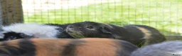 Guinea Pig rodents for sale: Female guinea pigs  - Advert 6