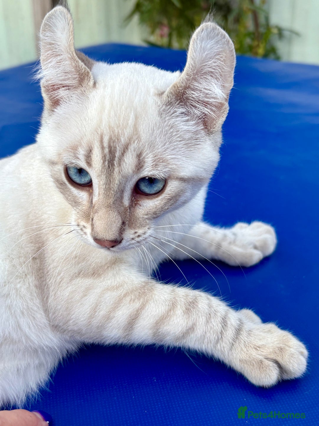 Savannah cats for sale: Superb polydactyl curled eared snow leopard  - Image 24