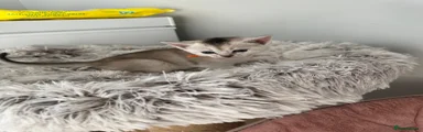 Abyssinian 3