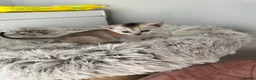 Abyssinian cats for sale: Silver Abyssinian kittens  - Advert 9