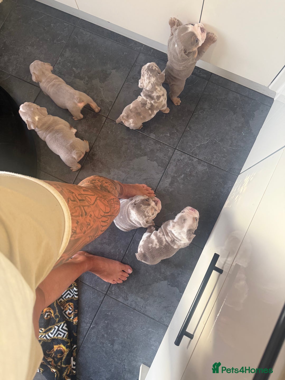 English Bulldog dogs for sale: ✨ Exceptional Bulldog Puppies Available ✨ - Advert 3