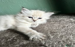 Siberian cats for sale: 😍 Siberian Neva Masquerade kittens 😍 - Image 20
