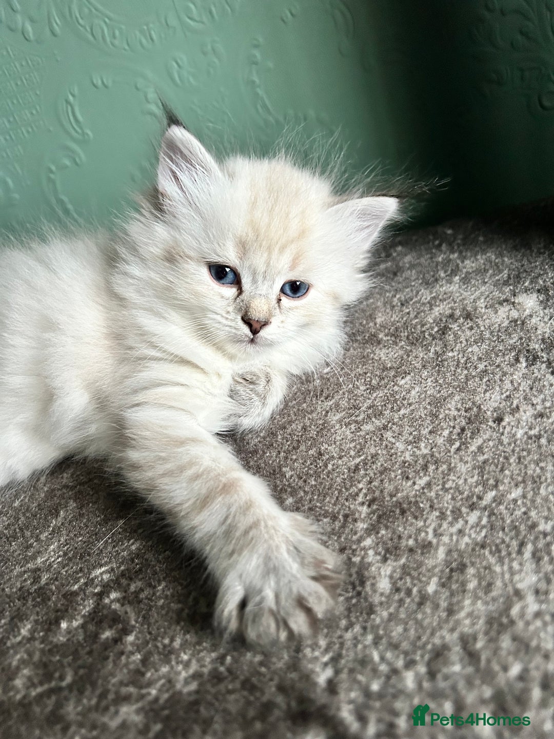Siberian cats for sale: 😍 Siberian Neva Masquerade kittens 😍 - Image 20