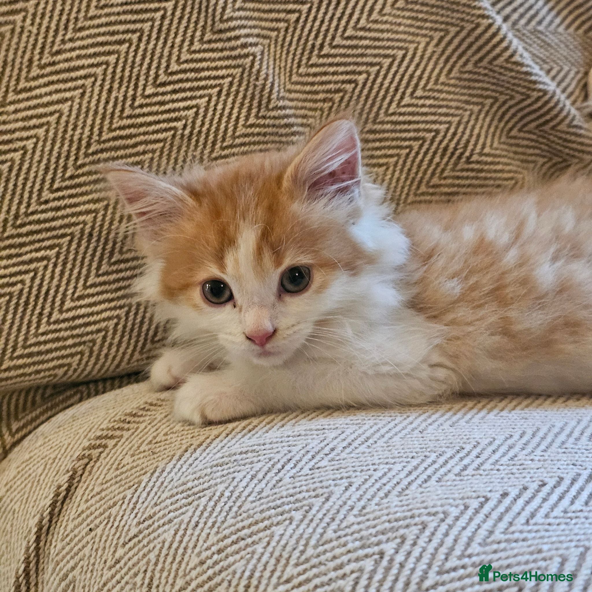 Mixed Breed cats Beautiful ixed kittens - Advert 1