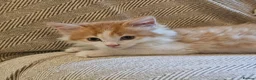 Mixed Breed cats for sale: Beautiful Mixed kittens 8 weeks  - Advert 14