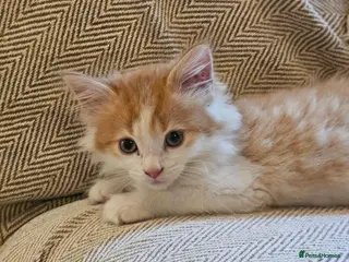 Mixed Breed cats Beautiful Mixed kittens 8 weeks - Advert 2